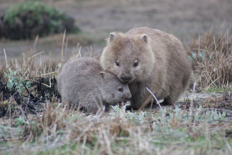 WOMBAT-2-UTAS_ Snr_Lecturer-Dr_Scott_Carver WOMBAT-2-UTAS_ Snr_Lecturer-Dr_Scott_Carver