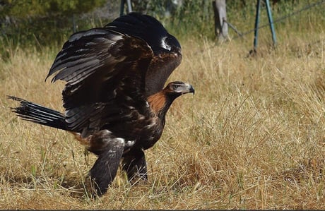Wedge-tailed Eagle 