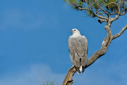 White-belliedSeaEagle_LachlanHall White-belliedSeaEagle_LachlanHall