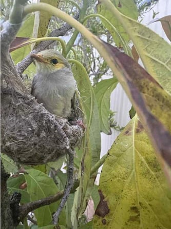 bird in nest with halloween web