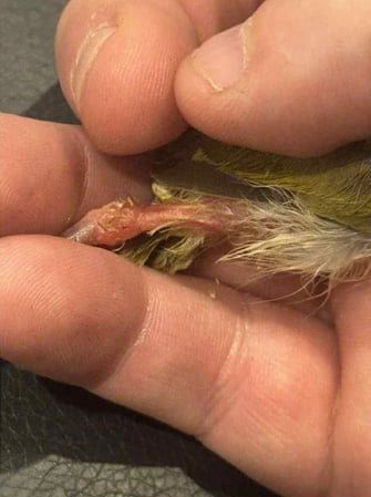 bird leg damage from halloween decoration
