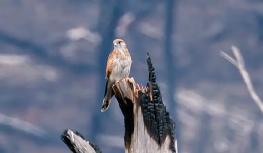 burnt-out-landscape-bird-of-prey-stirling-west1691382141926-1691382143280