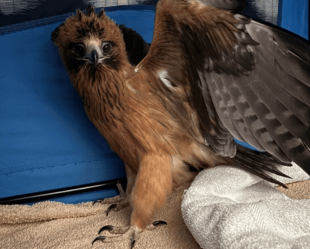 cropped rescued eagle Christie Jarrett cropped rescued eagle Christie Jarrett