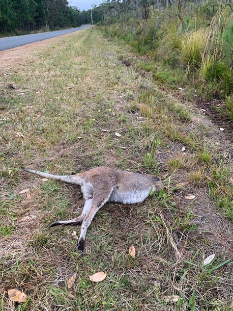 dead roo