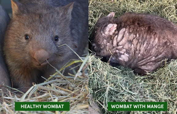 wombat mange