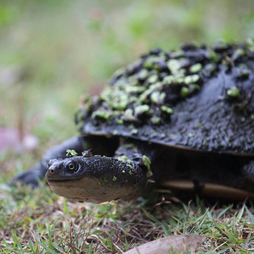 eastern-long-necked-turtle-joseph-pappas-tile1692165701579-1692165702819-1 eastern-long-necked-turtle-joseph-pappas-tile1692165701579-1692165702819-1