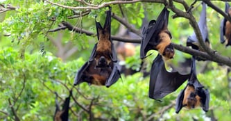 flying_foxes_WIRES_BLOG