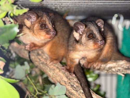 possums coffs