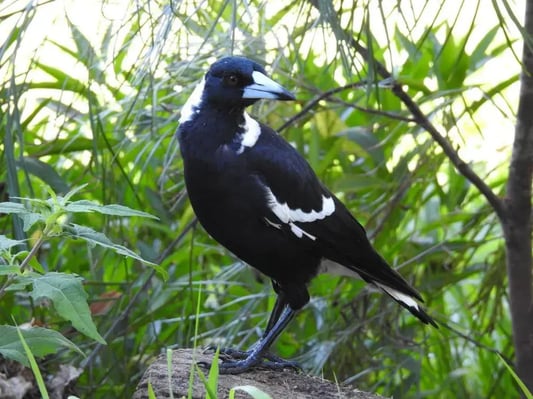 img-magpie-credit-sharon-mcgrigor1680695624409-1680695625078