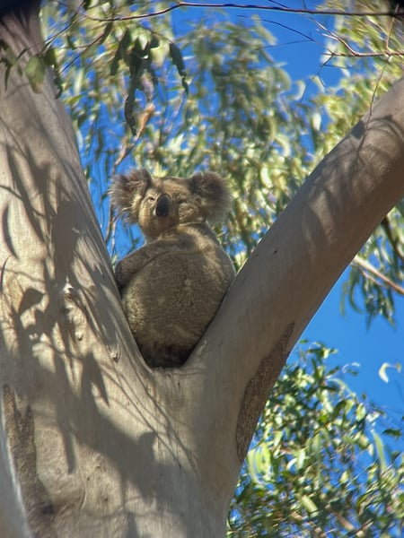 koala in tree