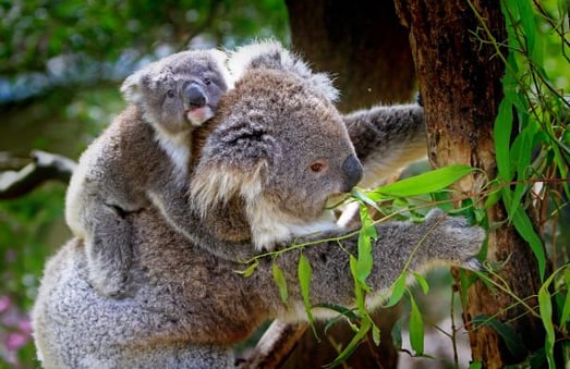 koala_animals_mammals_australian_grey_furs_furry_mom-1144220-1