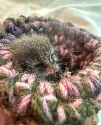 pygmy possum