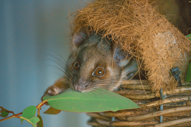 Ringtail in drey
