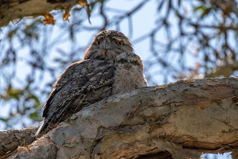 tawny-frogmouth-mother-and-chick1692166017113-1692166018355 tawny-frogmouth-mother-and-chick1692166017113-1692166018355