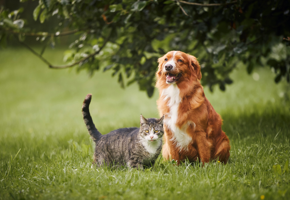 cat and dog cat and dog