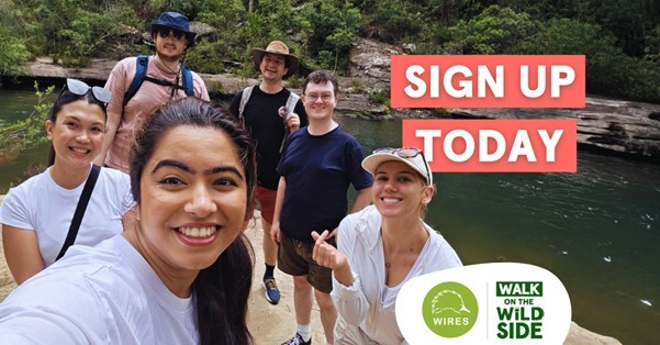 wows banner press release