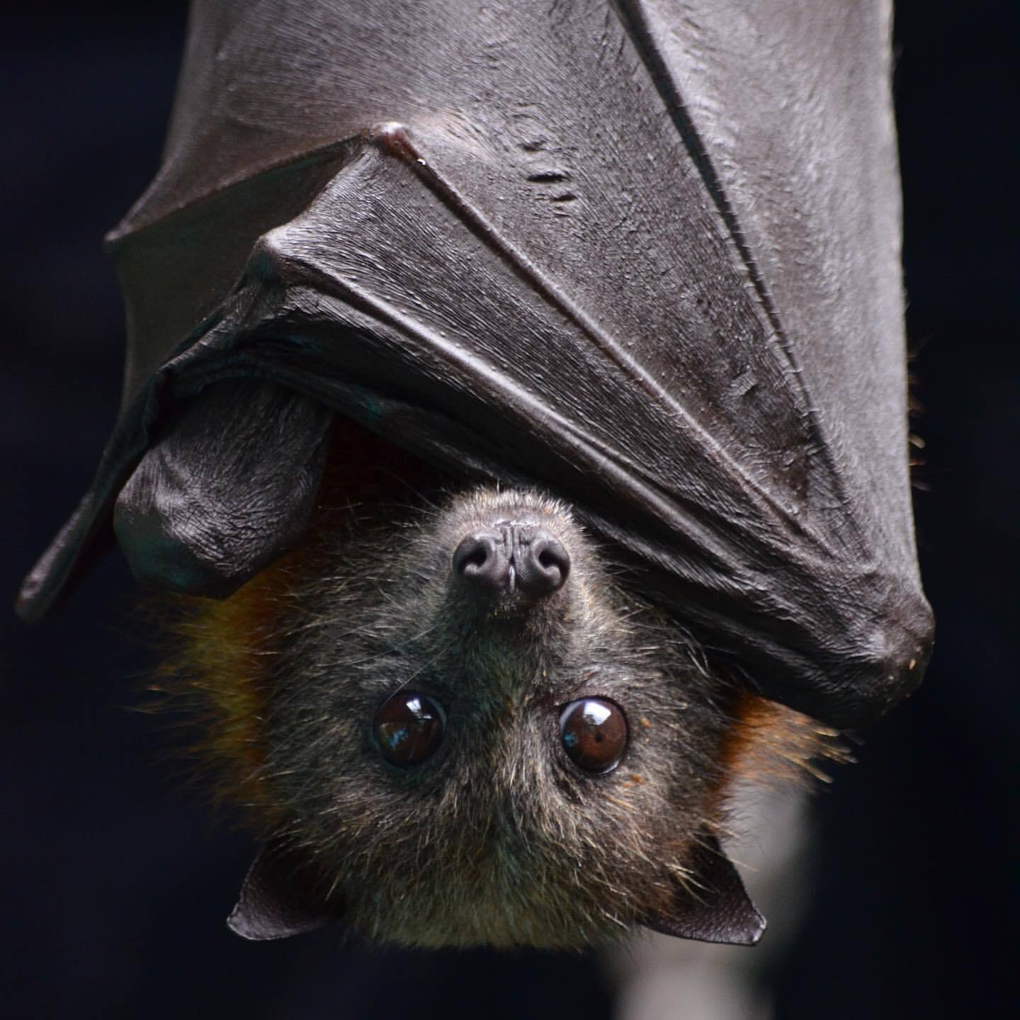 Flying fox bat hanging upside down