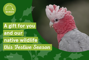 2023 Giftcard Design (772 x 526 px) (1) resize