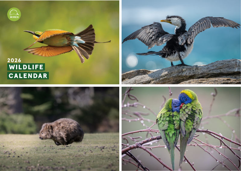 2026 calendar images 