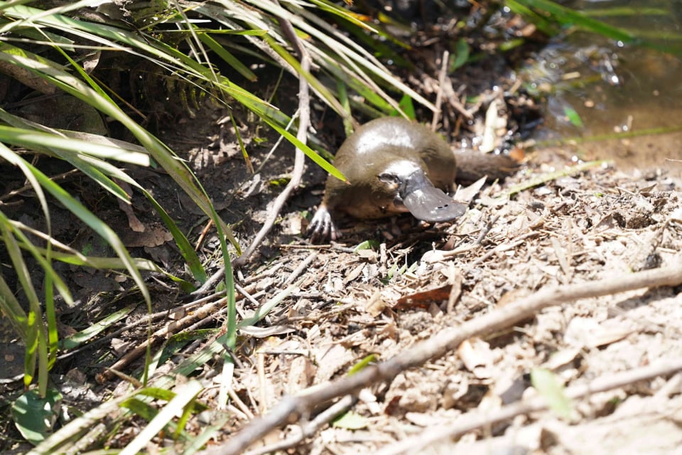 Platypus NGP 2021: The Hawkesbury-Nepean Platypus Project, Western Sydney University