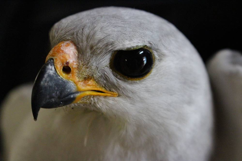 Raptors - Birds of Prey