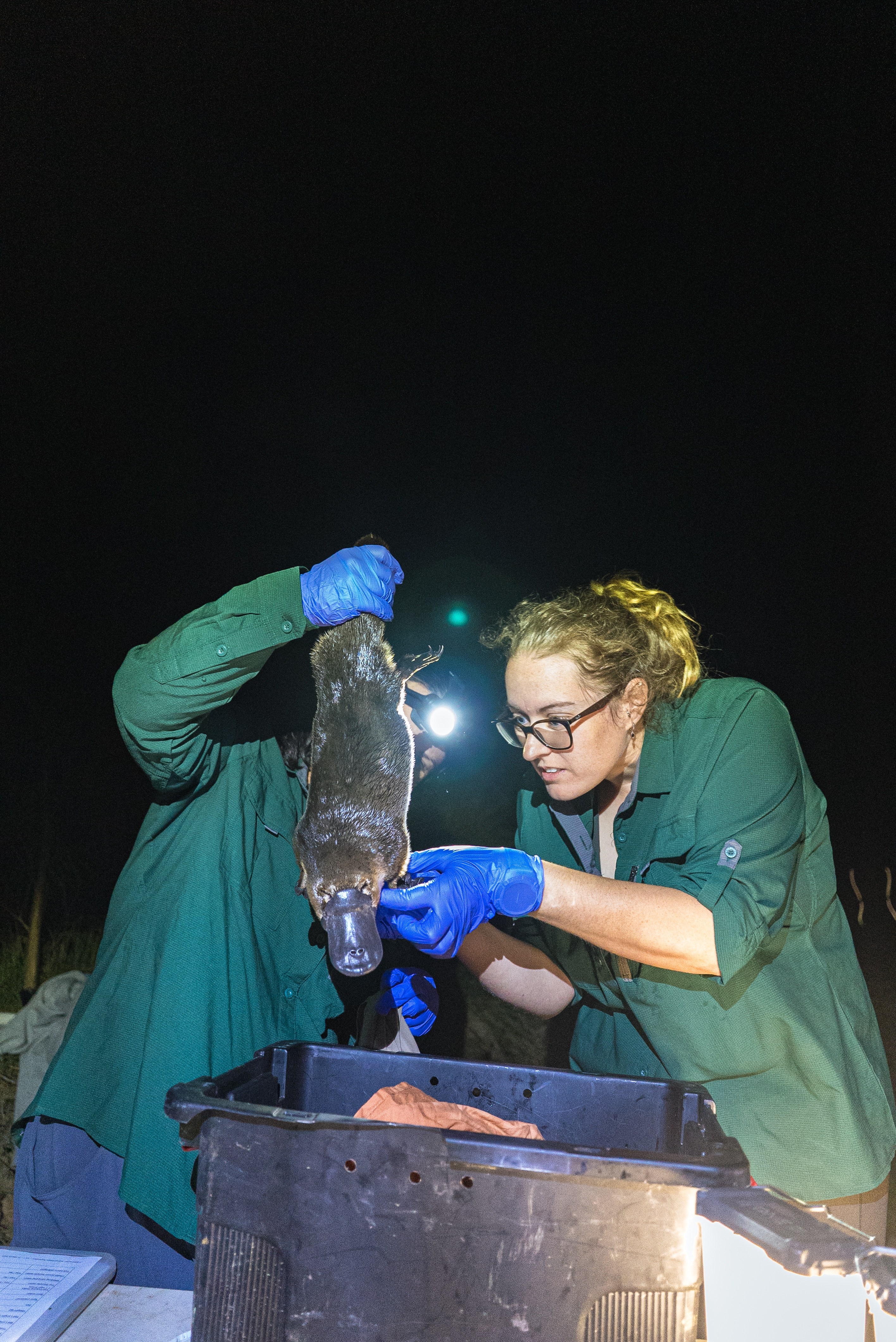 Bacchus Marsh Platypus image 1