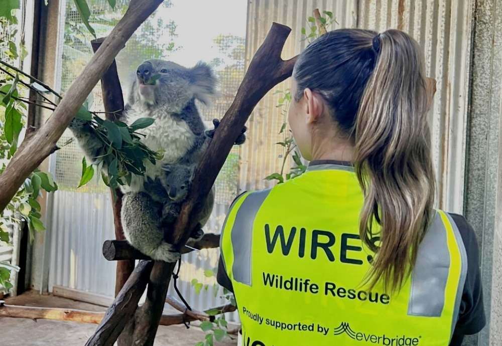 everbridge-partner-wires-volunteer-with-koala-and-joey16608039659601683355810527-1683355811289 everbridge-partner-wires-volunteer-with-koala-and-joey16608039659601683355810527-1683355811289
