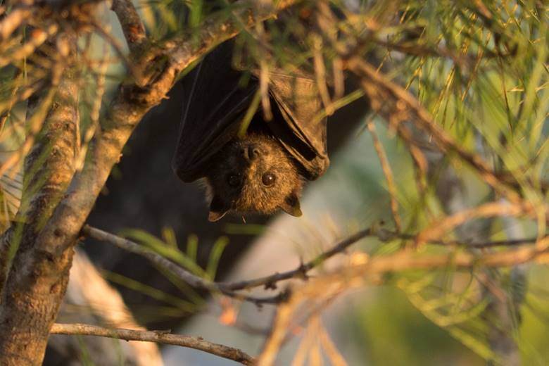 fruit-bat16292770813001683859891902-1683859892939