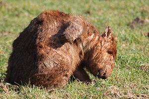 mange-wombat-scratching-no-fence-16273922163951684032071661-1684032072811
