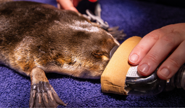 Rescued Platypus in recovery