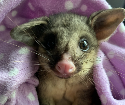 Brushtail joey 