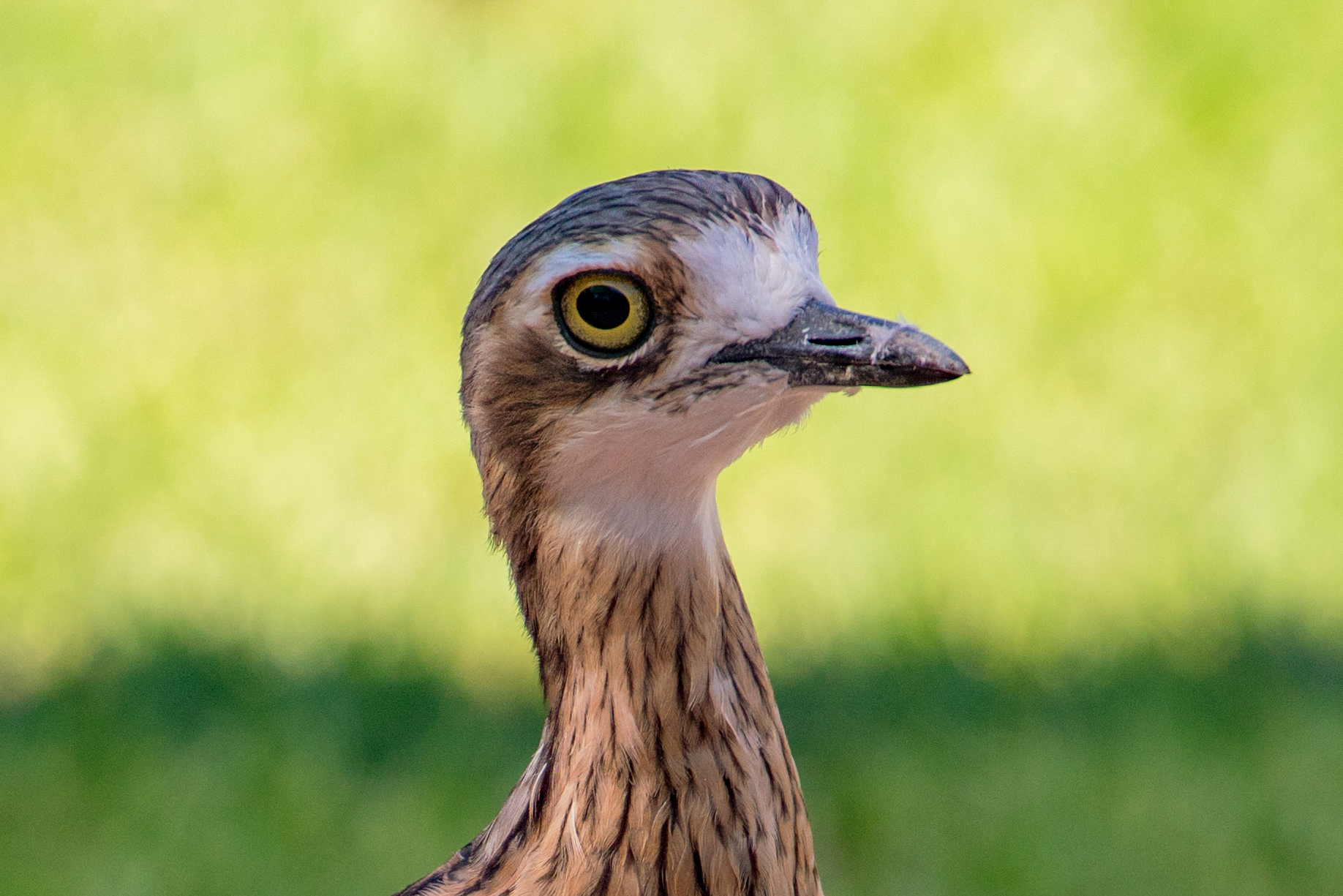 Bush Stone-curlew _DSC4963-2