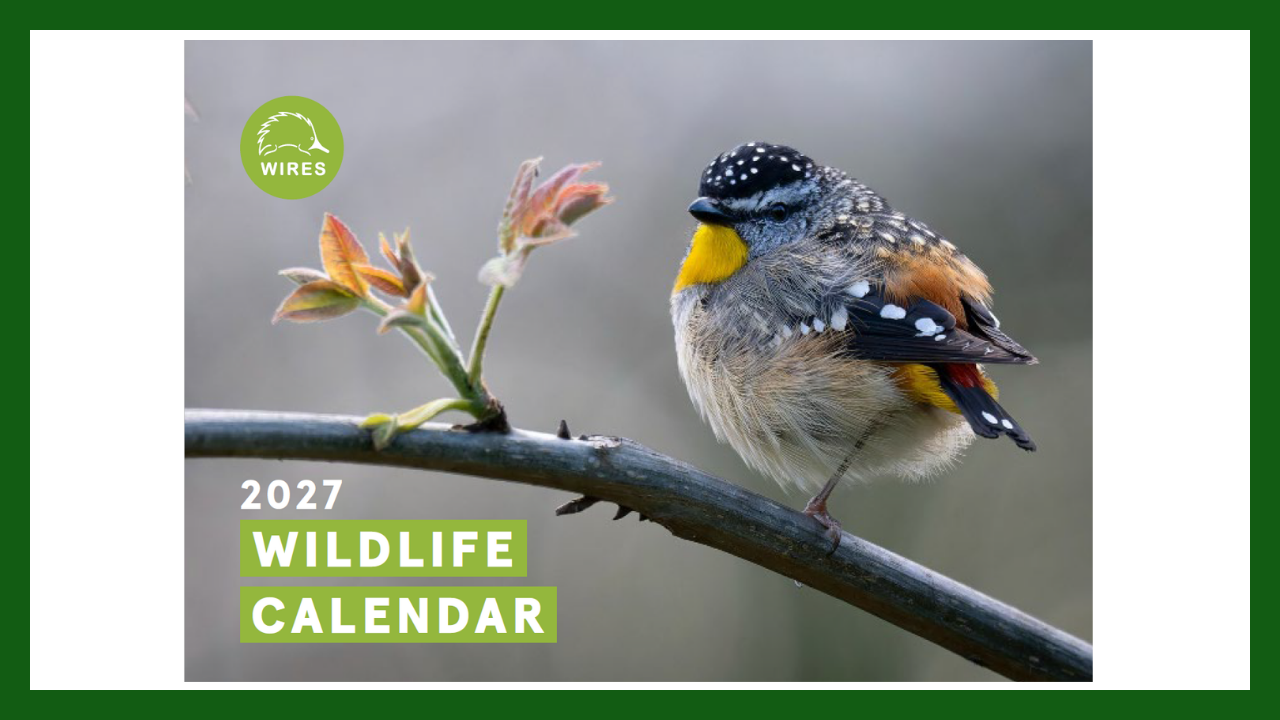 WIRES 2027 Calendar