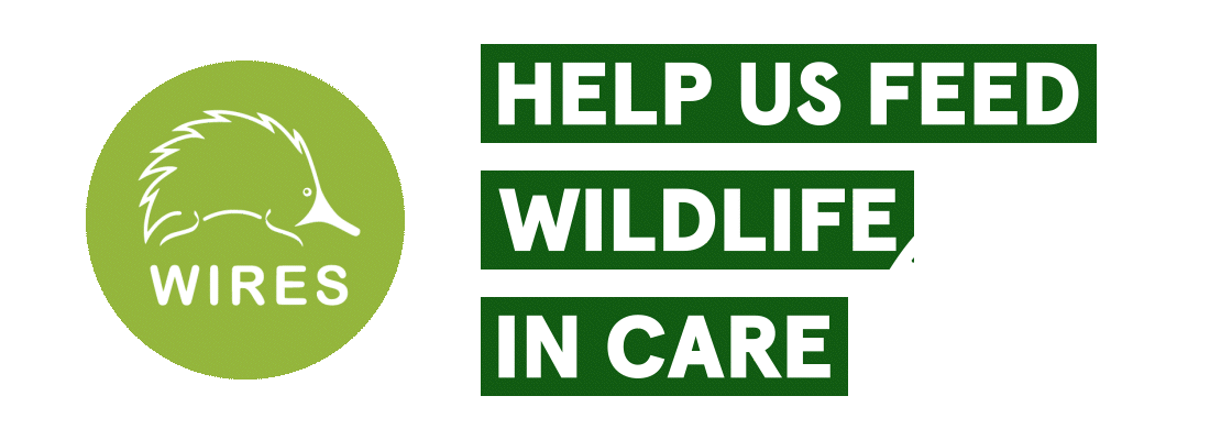 Festive Food Appeal Hero Logo Mobile