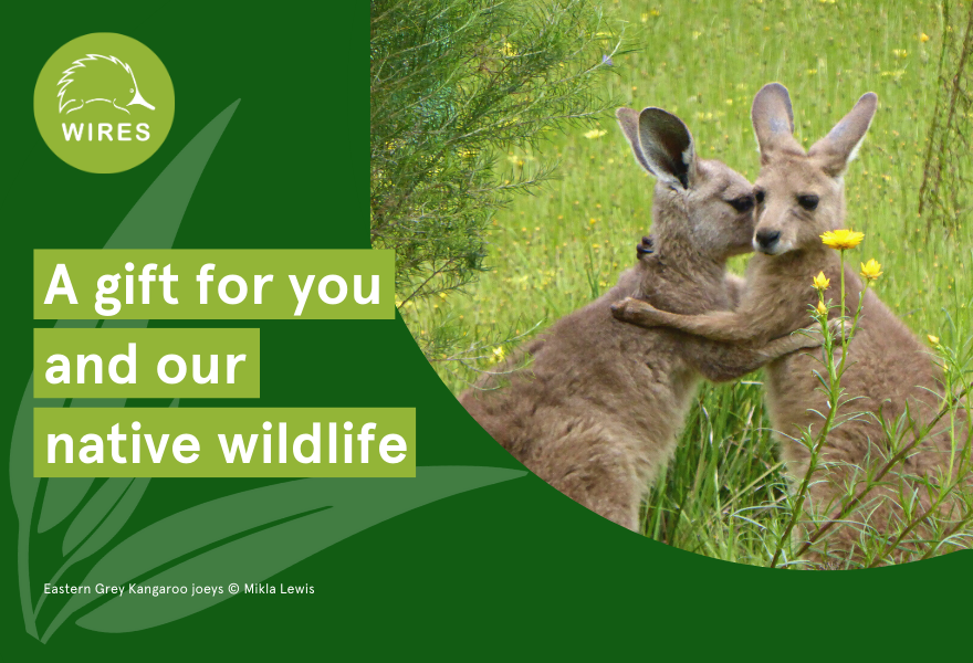 Copy of 2023 Giftcard Design (1)