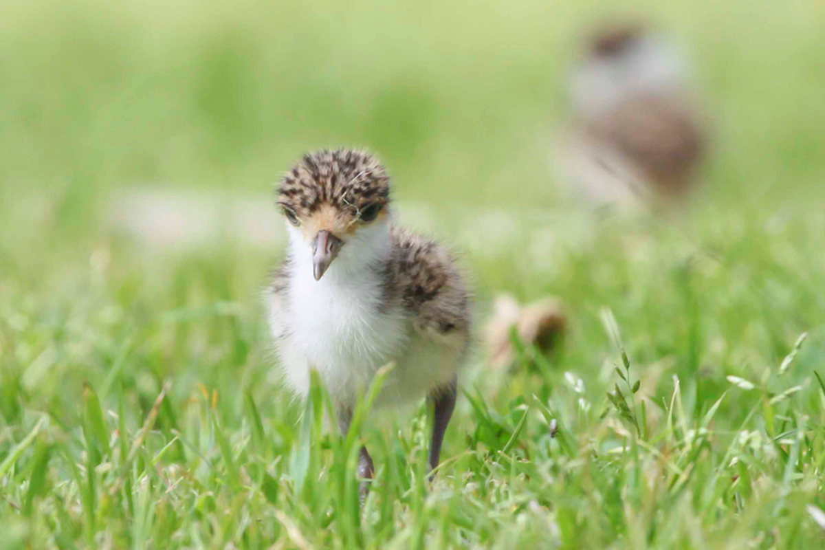 Plover chick WIRES