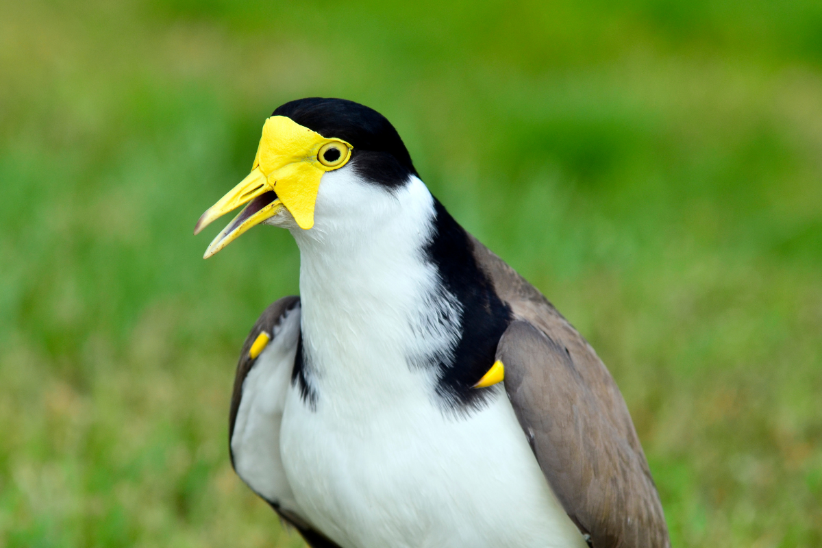 Masked Lapwing plover WIRES