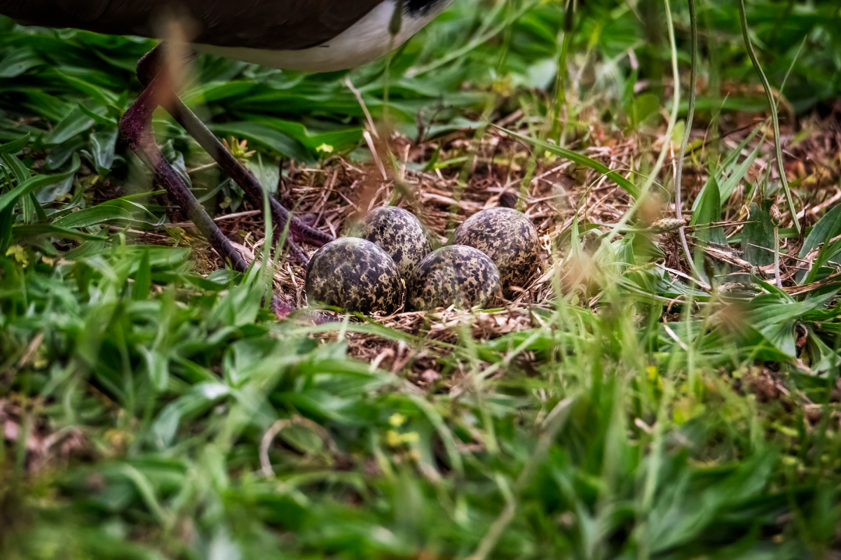 Masked Lapwing plover eggs nest WIRES