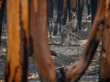 Understanding Pain in Wildlife