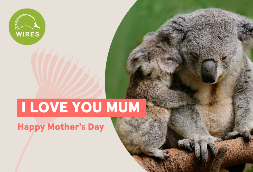 Mother's Day koala and joey
