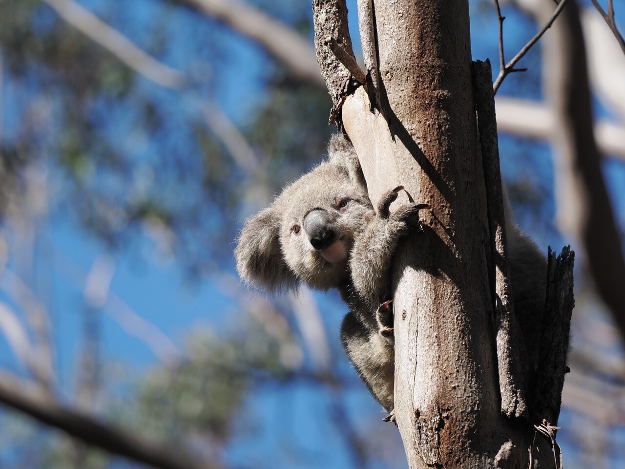 Wild For Life Campaign