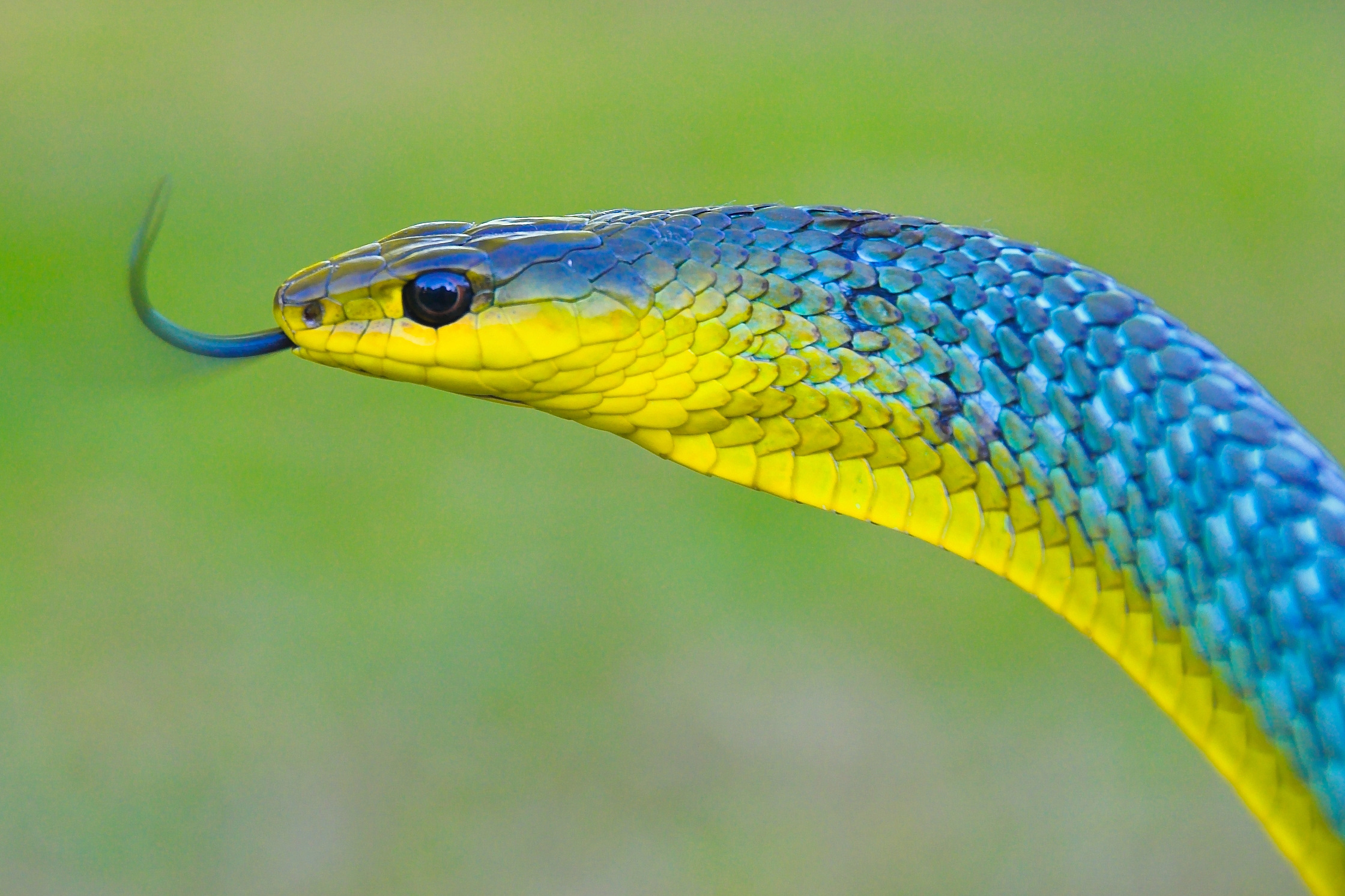 Green Tree Snake