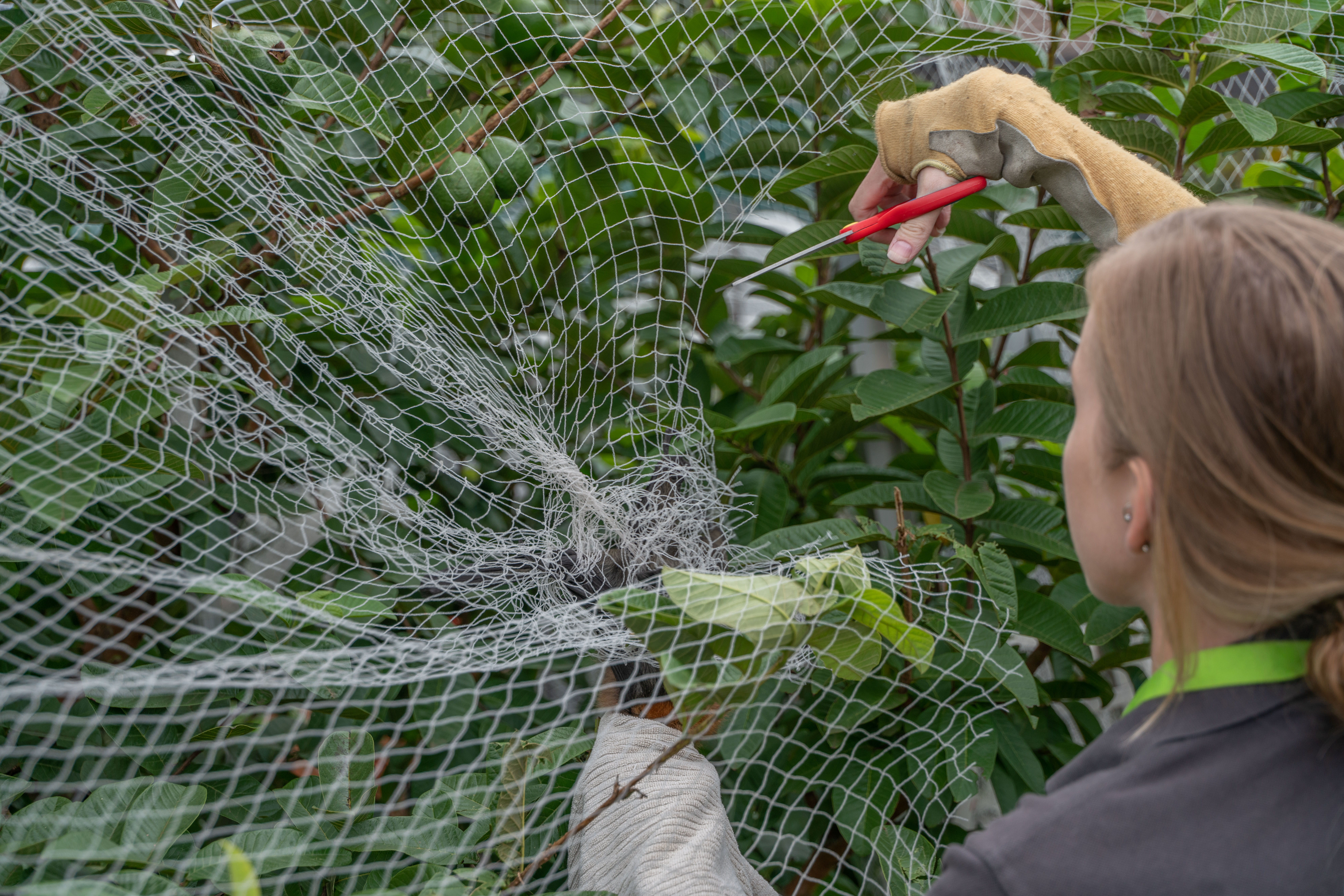 Grey-headed Flying-fox rescue _DSC0297