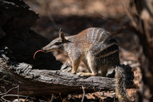 Helping Threatened Species-2