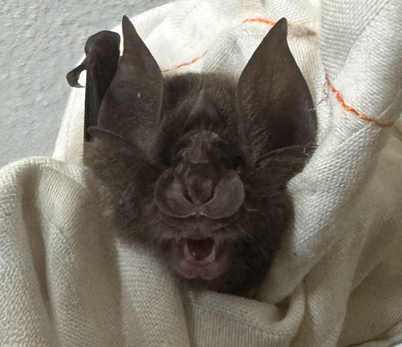 Horsehoe bat