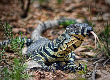 Bevan Badcott-lace monitor Bevan Badcott-lace monitor