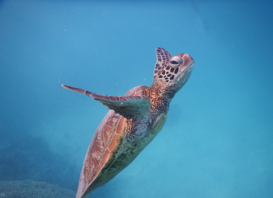 Green Sea Turtle-2014-12-19 18.09 Green Sea Turtle-2014-12-19 18.09