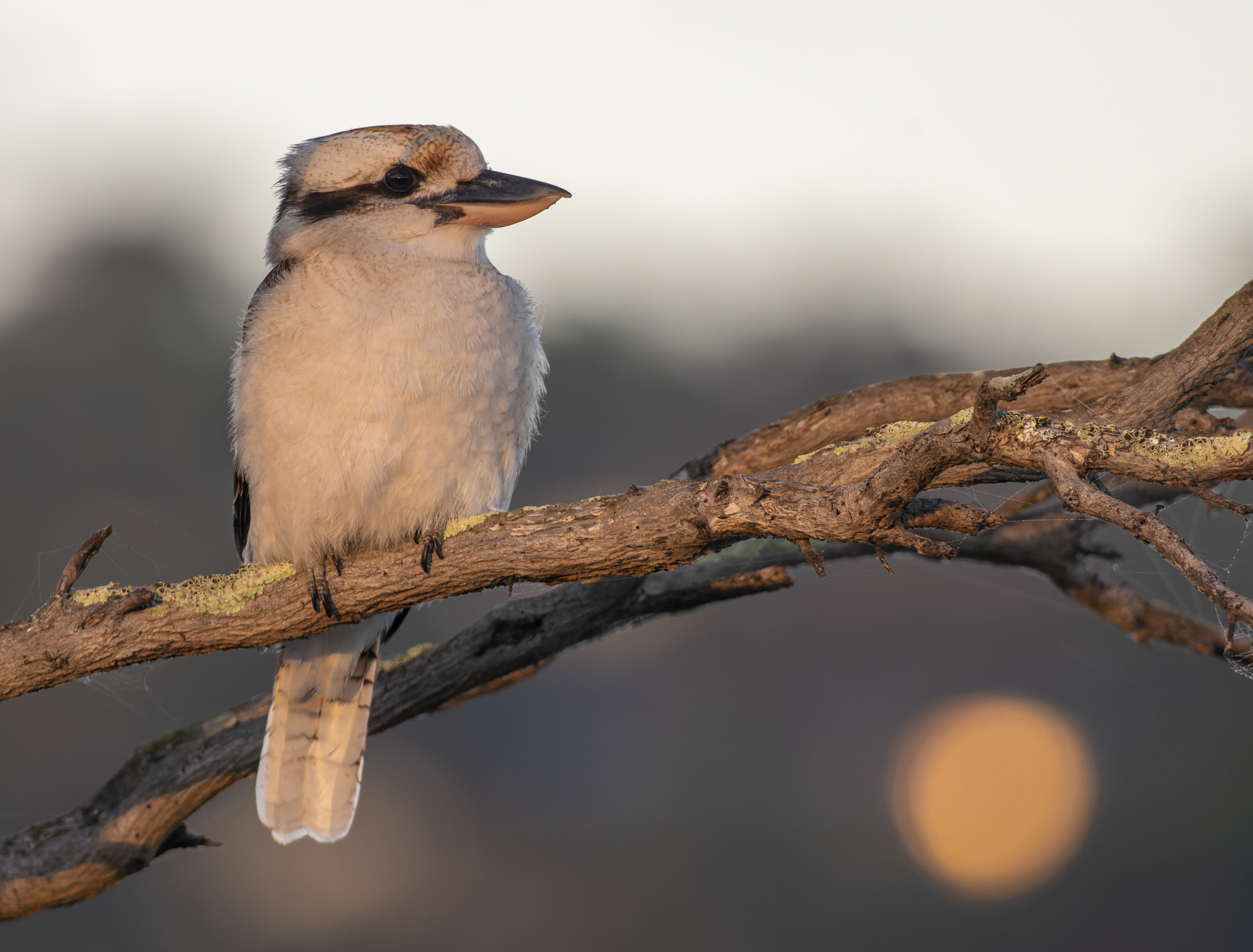2022-04-08-ANG-LaughingKookaburra - Mel Bird