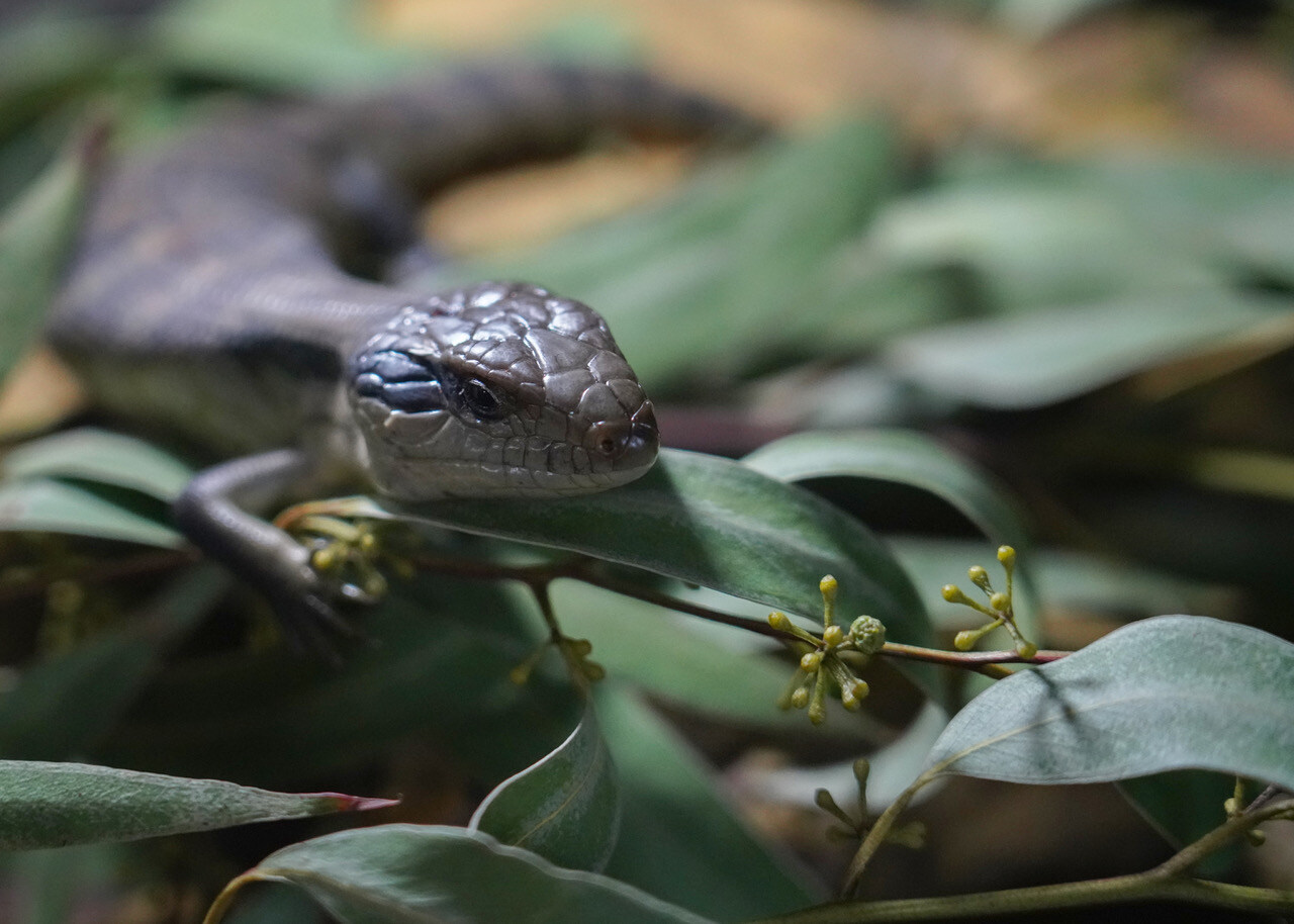 Australian wildlife should not be pets