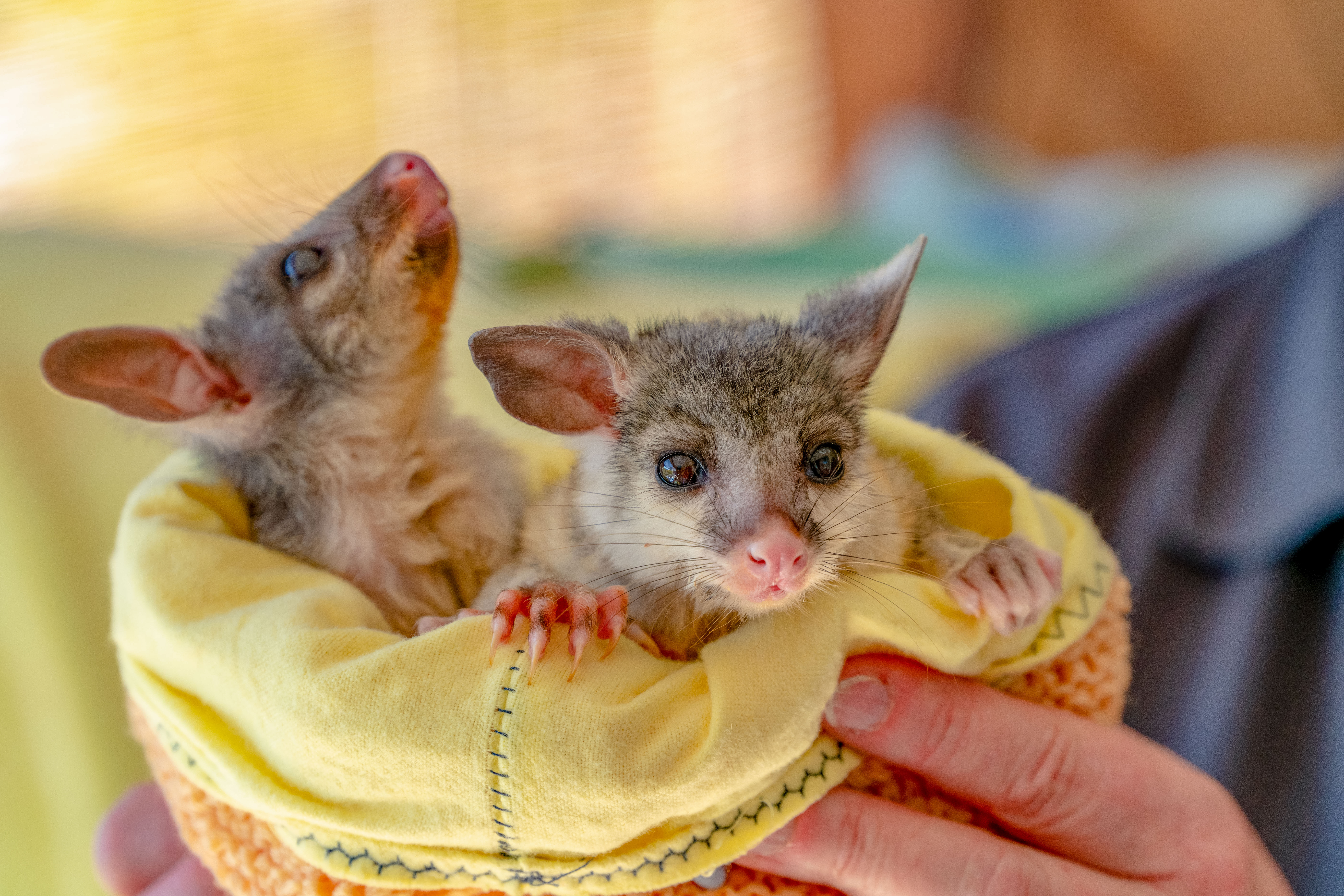 Brushtail joeys